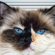 Illustration for article titled Take Mugshots of Your Pets in Case They Get Lost